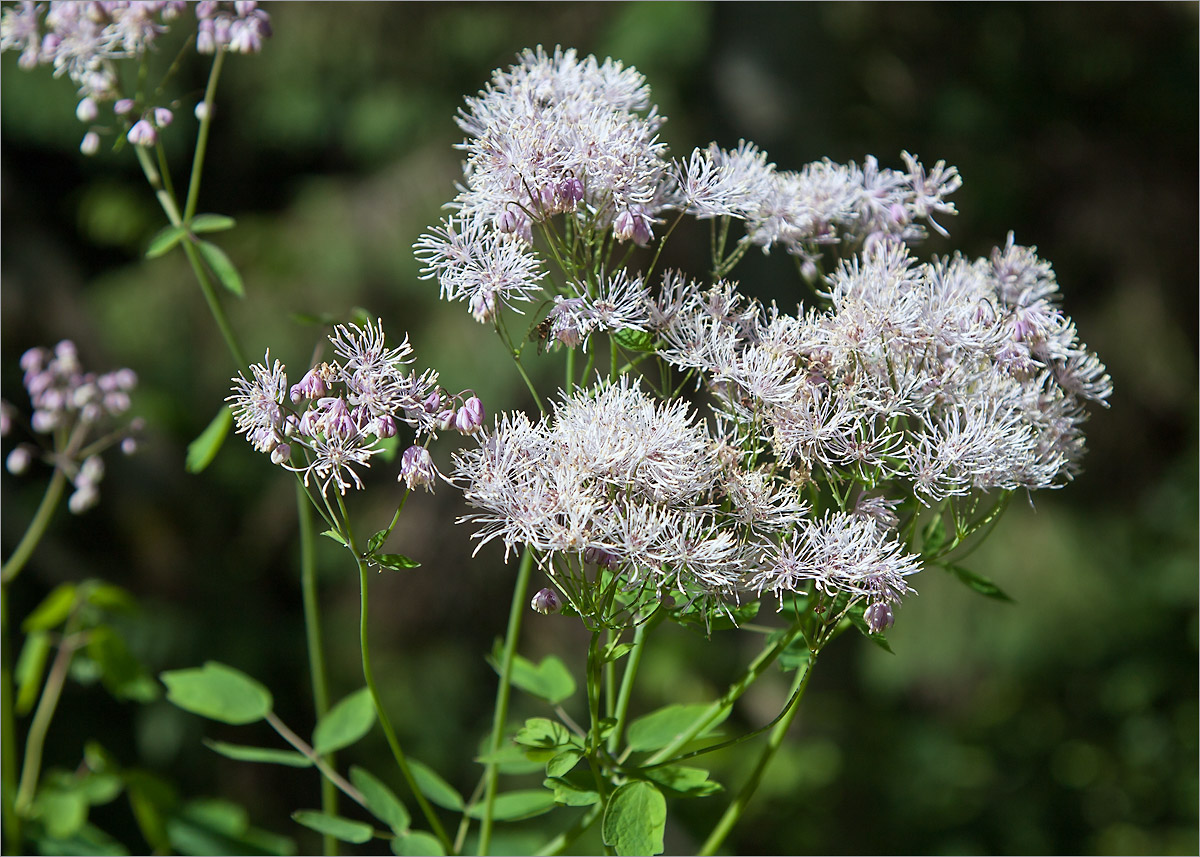 Image of Thalictrum aquilegiifolium specimen.