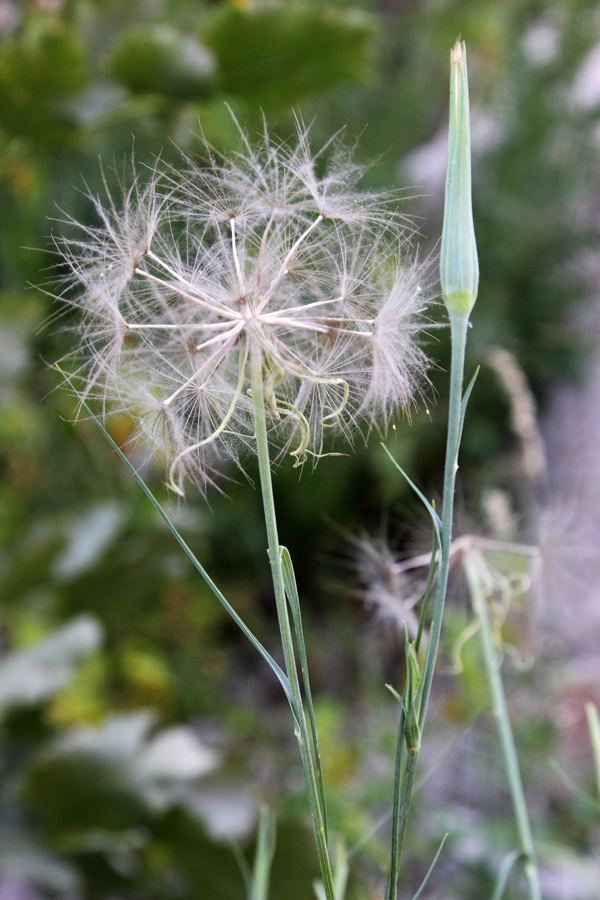 Изображение особи Tragopogon vvedenskyi.