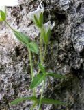 Cerastium polymorphum. Верхушка побега сцветками. Кабардино-Балкария, Зольский р-н, долина Джилы-Су. 27.07.2012.