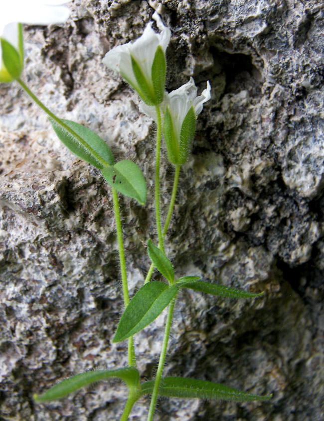 Изображение особи Cerastium polymorphum.