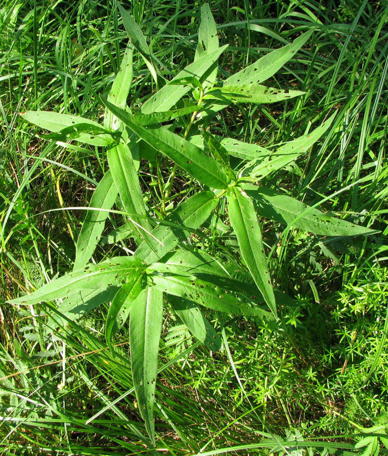 Image of Persicaria amphibia specimen.