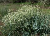 Crambe maritima