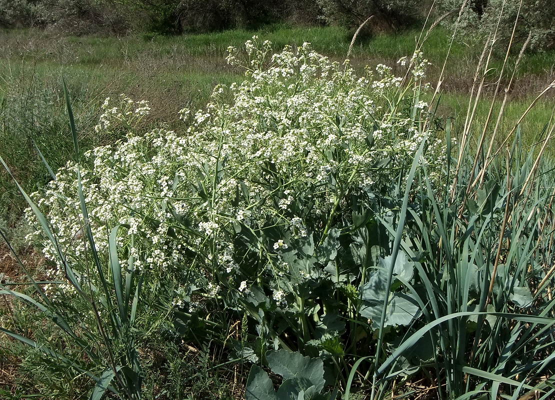 Изображение особи Crambe maritima.