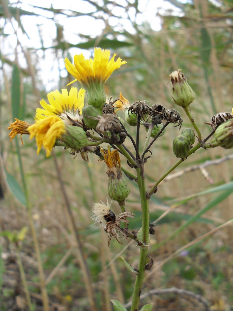 Image of Hieracium virosum specimen.
