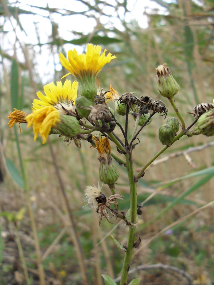 Изображение особи Hieracium virosum.