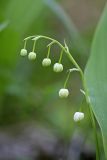 Convallaria majalis