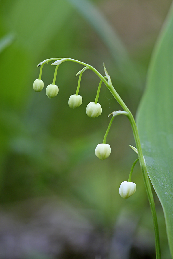 Изображение особи Convallaria majalis.