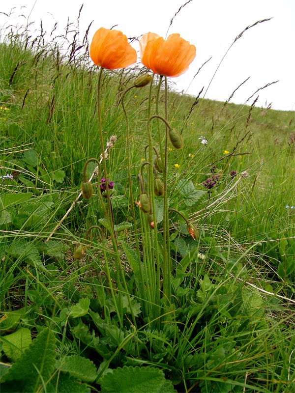 Изображение особи Papaver lisae.