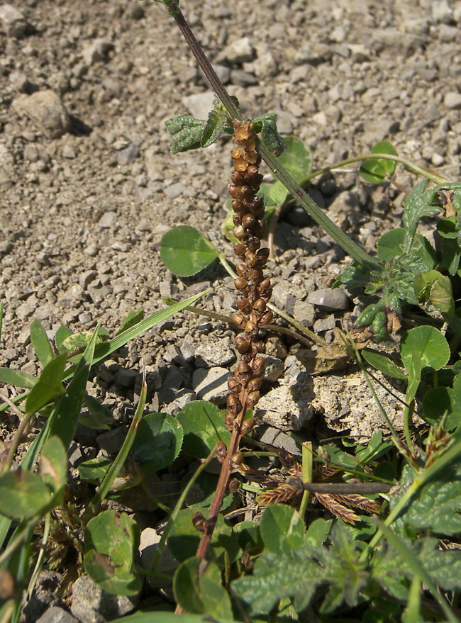 Изображение особи Plantago media.