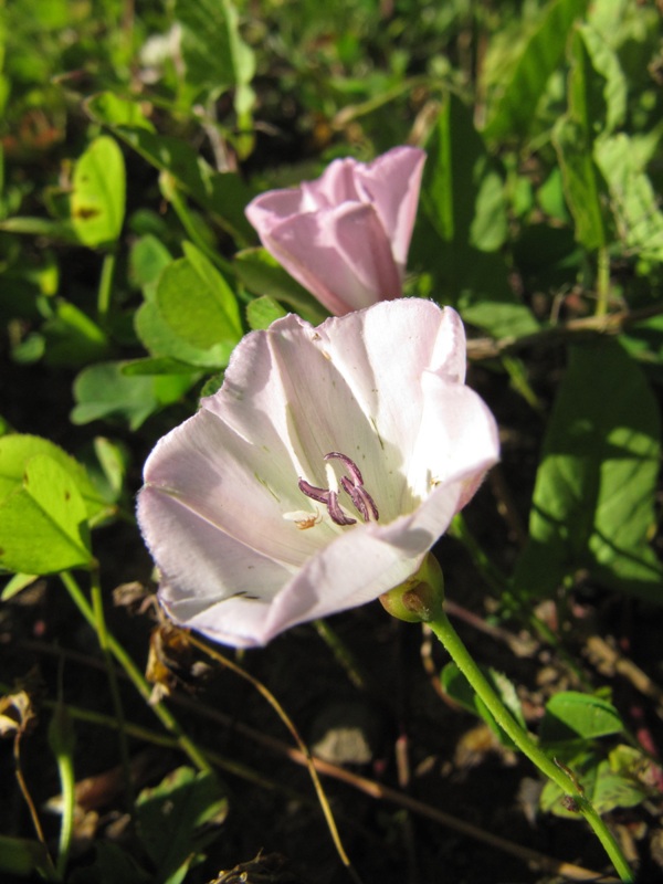 Image of Convolvulus arvensis specimen.