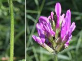 Astragalus onobrychis