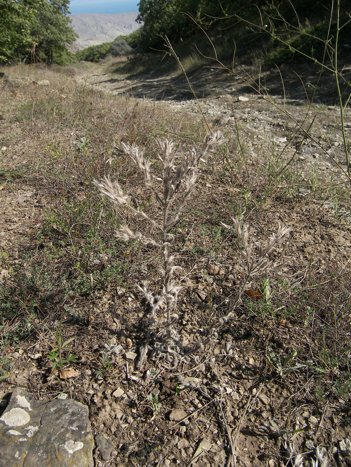 Image of Onosma dichroantha specimen.