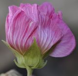 Hibiscus mutabilis