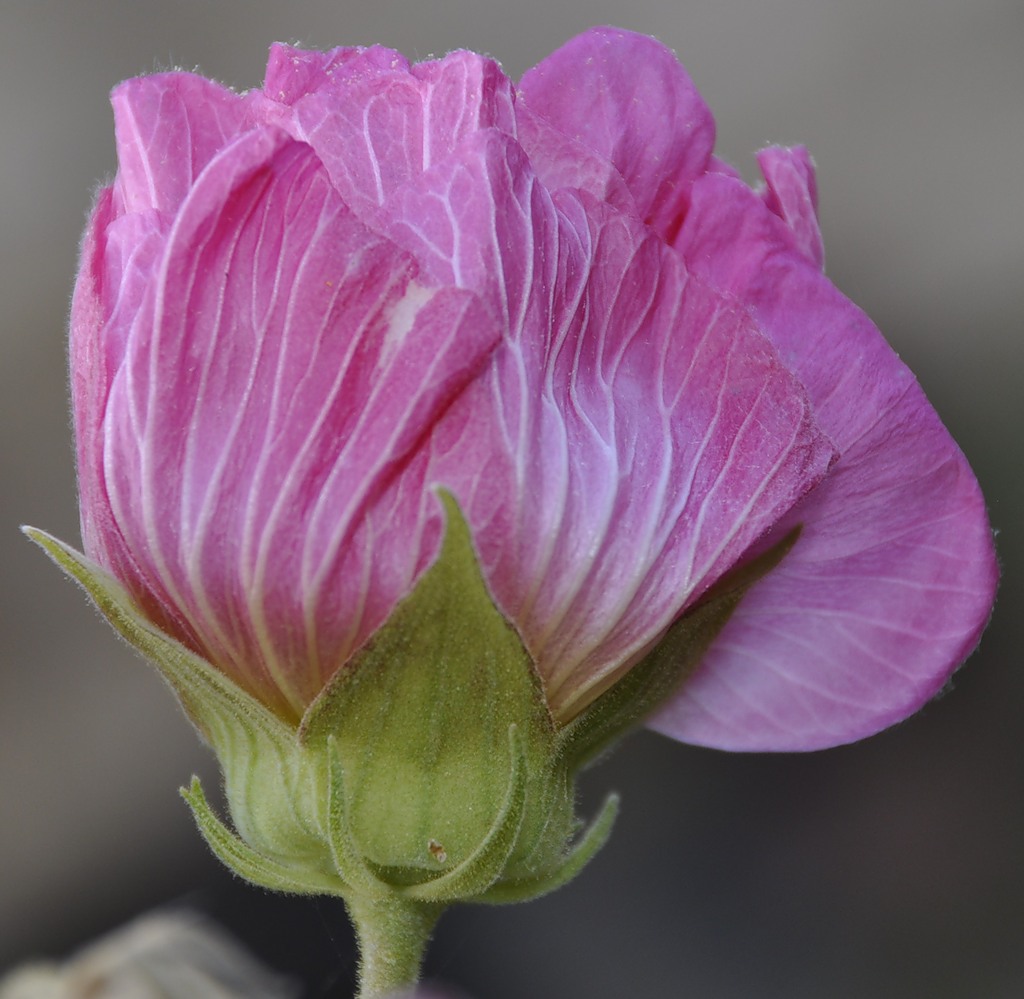 Изображение особи Hibiscus mutabilis.