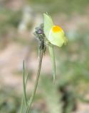 Linaria haelava. Верхушка цветущего растения. Israel, Northern Negev. 03.03.2007.