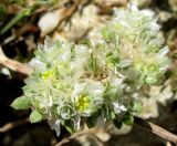 Paronychia capitata. Соцветие. Испания, Каталония, Жирона, Тосса-де-Мар, крепость Вила-Велья. 24.06.2012.