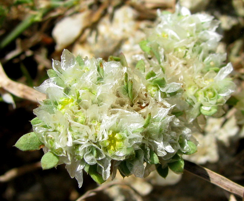 Изображение особи Paronychia capitata.