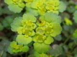 Chrysosplenium alternifolium