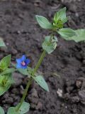 Anagallis arvensis