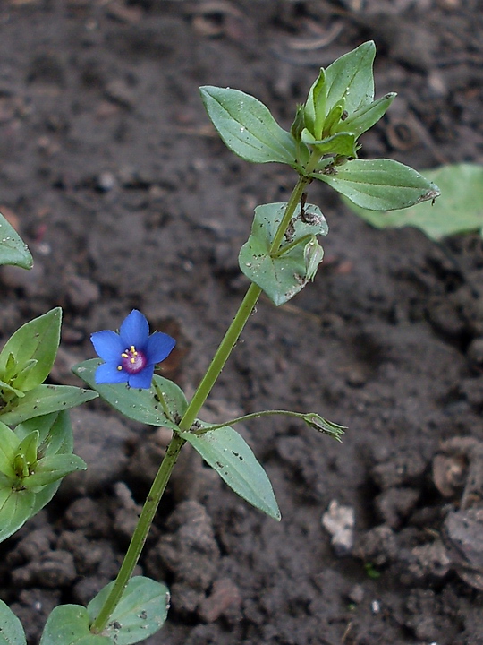 Image of Anagallis arvensis specimen.