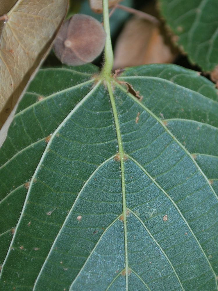 Image of Tilia cordifolia specimen.