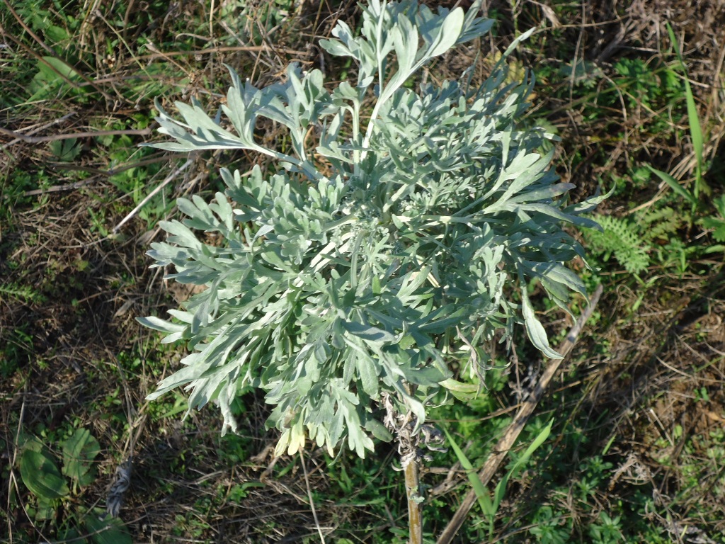 Image of Artemisia absinthium specimen.