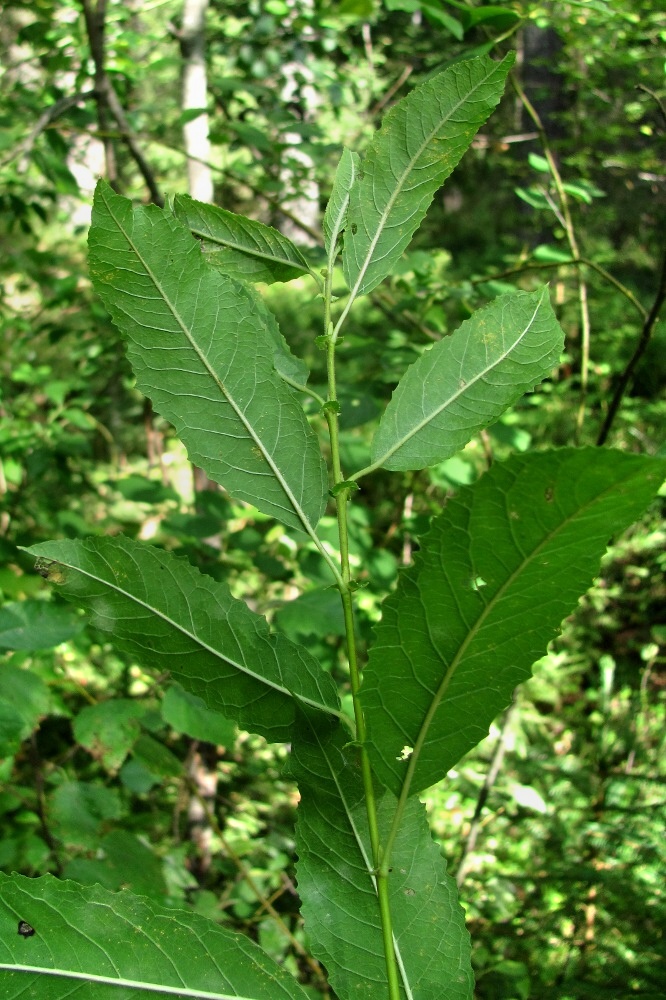 Image of Salix myrsinifolia specimen.