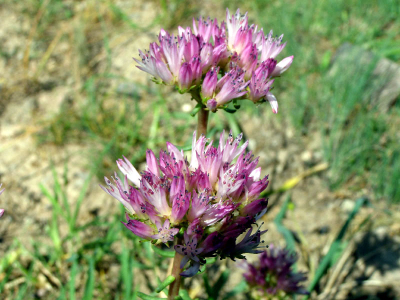 Image of Pseudosedum longidentatum specimen.