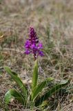 View full-size image Orchis mascula