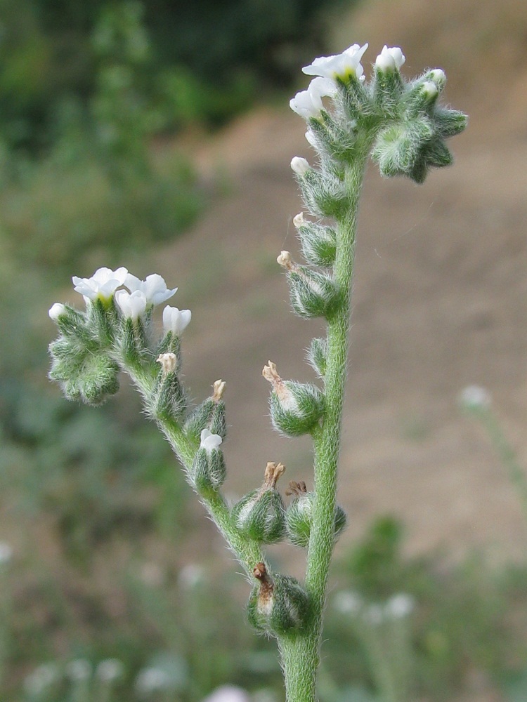 Изображение особи Heliotropium europaeum.