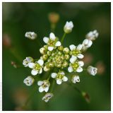 Capsella bursa-pastoris