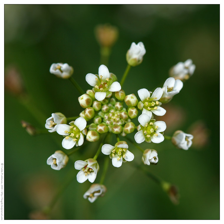 Изображение особи Capsella bursa-pastoris.