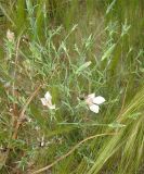 Dianthus monadelphus. Цветущее растение. Израиль, г. Беэр-Шева, рудеральное местообитание. 17.03.2013.