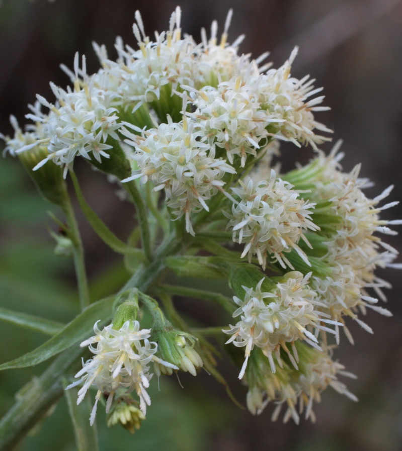 Изображение особи Petasites albus.