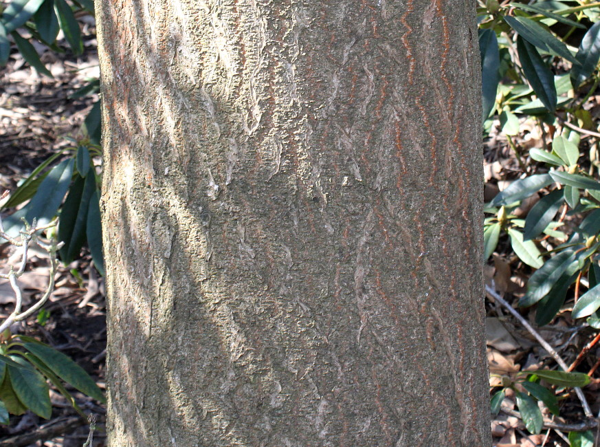 Image of Paulownia tomentosa specimen.