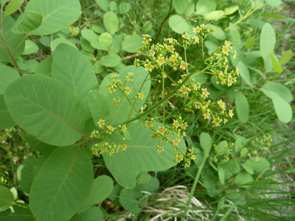 Image of Cotinus coggygria specimen.