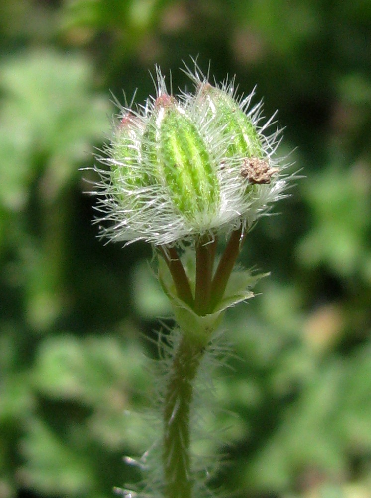 Image of Erodium cicutarium specimen.