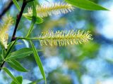 Salix fragilis var. sphaerica