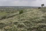 Astragalus albicaulis