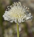 Knautia ambigua