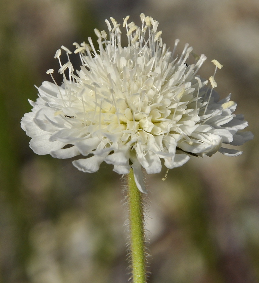 Изображение особи Knautia ambigua.