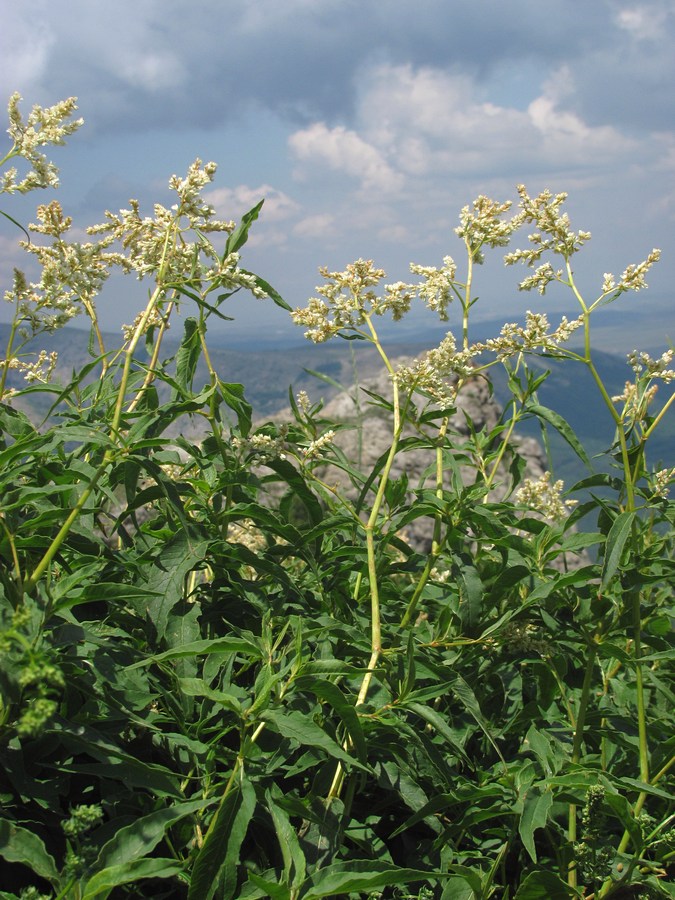 Изображение особи Aconogonon alpinum.