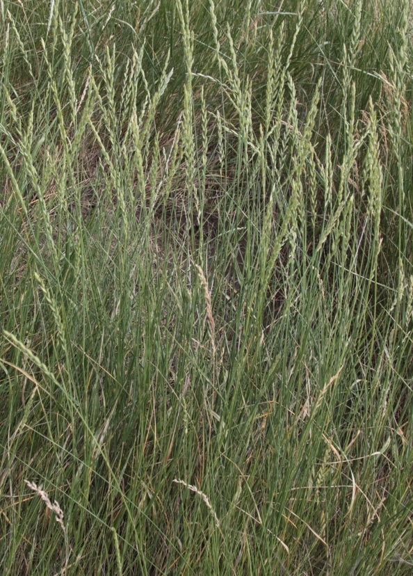 Image of Elytrigia lolioides specimen.