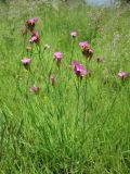 Dianthus borbasii