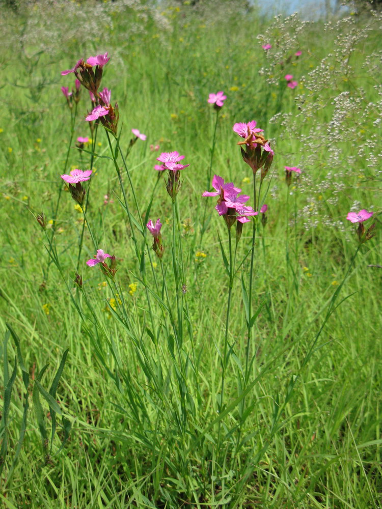 Image of Dianthus borbasii specimen.