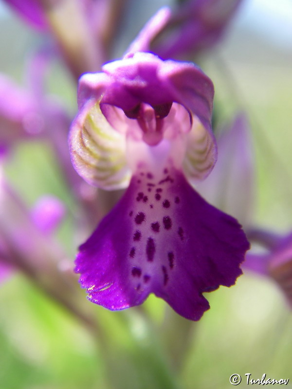 Image of Anacamptis morio ssp. caucasica specimen.