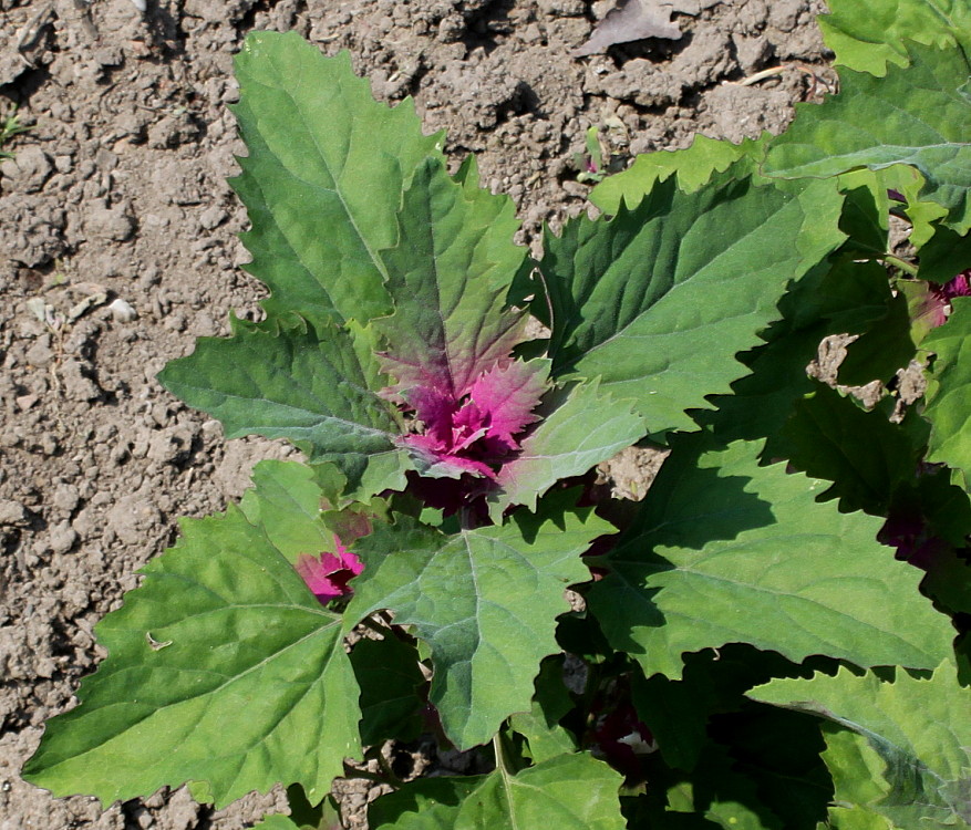 Image of Chenopodium giganteum specimen.