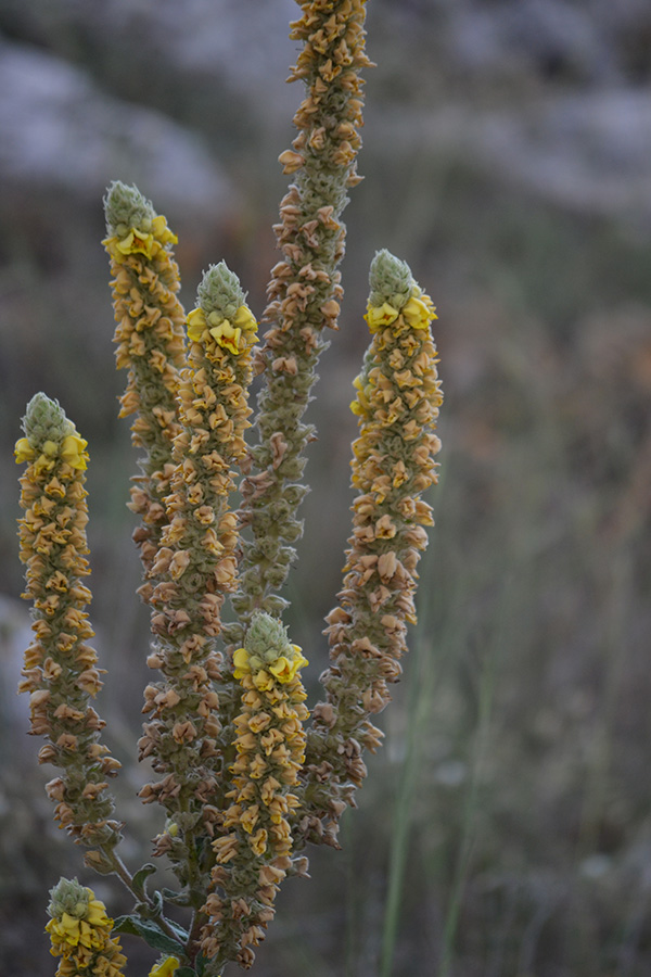 Image of Verbascum ovalifolium specimen.