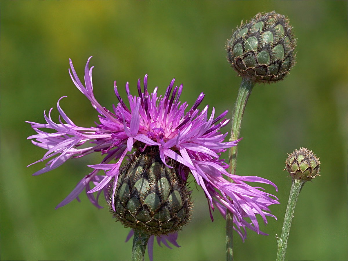 Image of Centaurea scabiosa specimen.