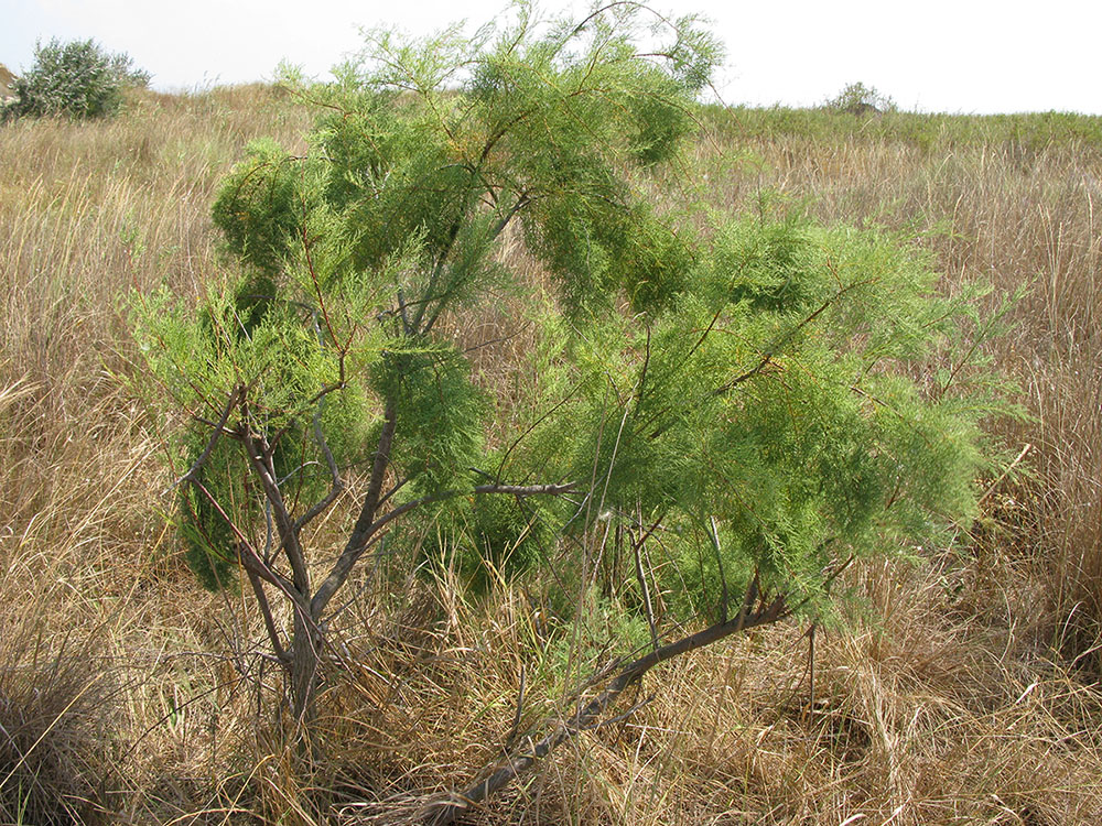 Image of Tamarix ramosissima specimen.